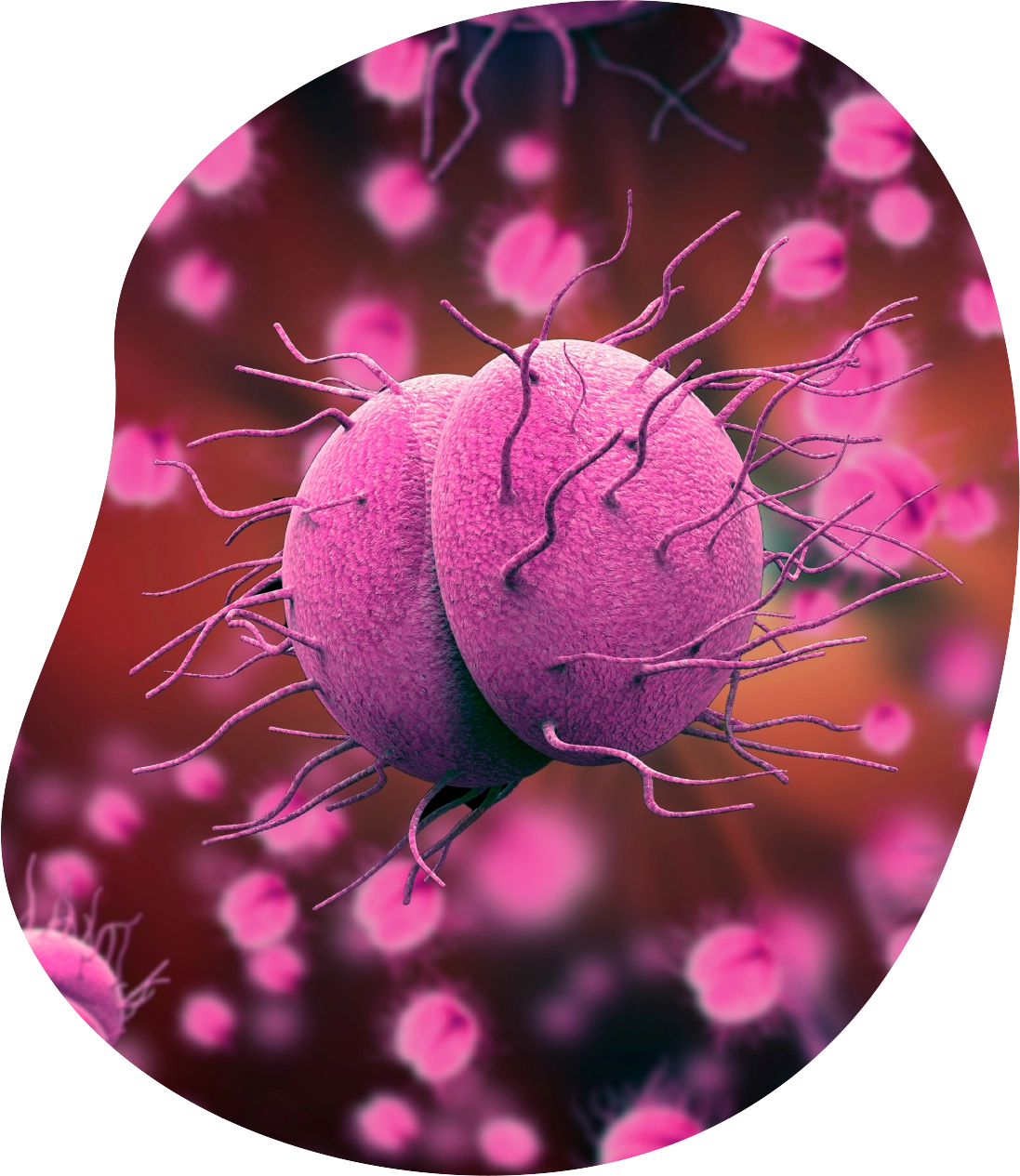 โรคไข้กาฬหลังแอ่น